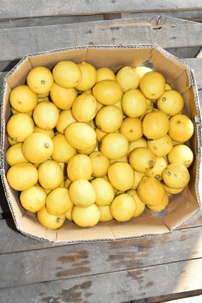 Limon Amarillo 140 Piezas