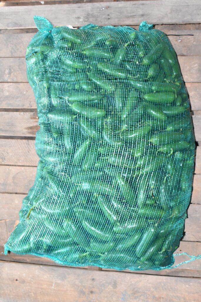 Jalapeno 50 Lbs.