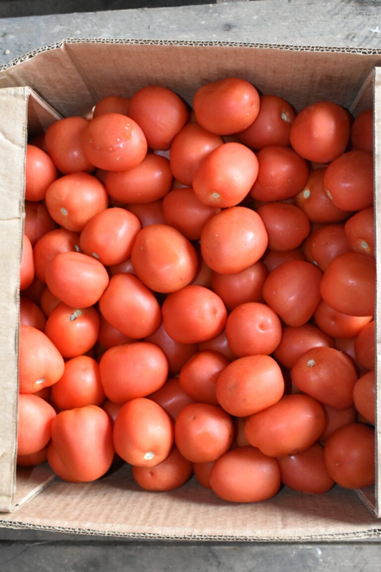 Tomate Salsa 25 Lbs.