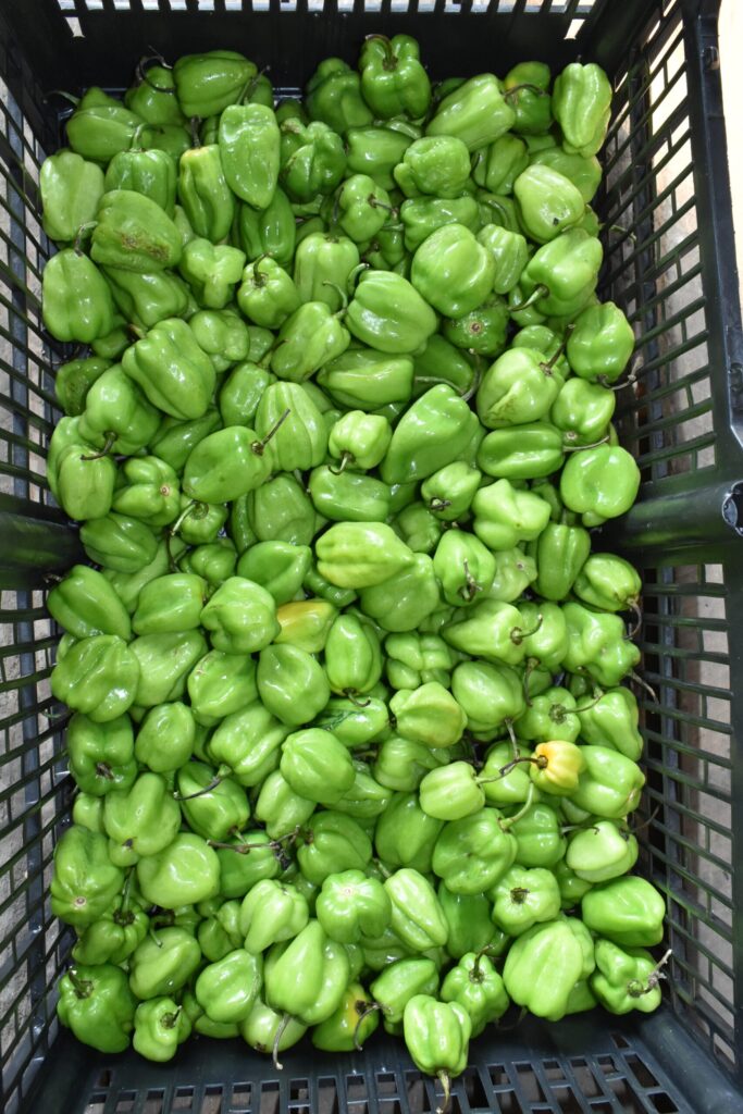 Bell Pepper 35 Lbs.